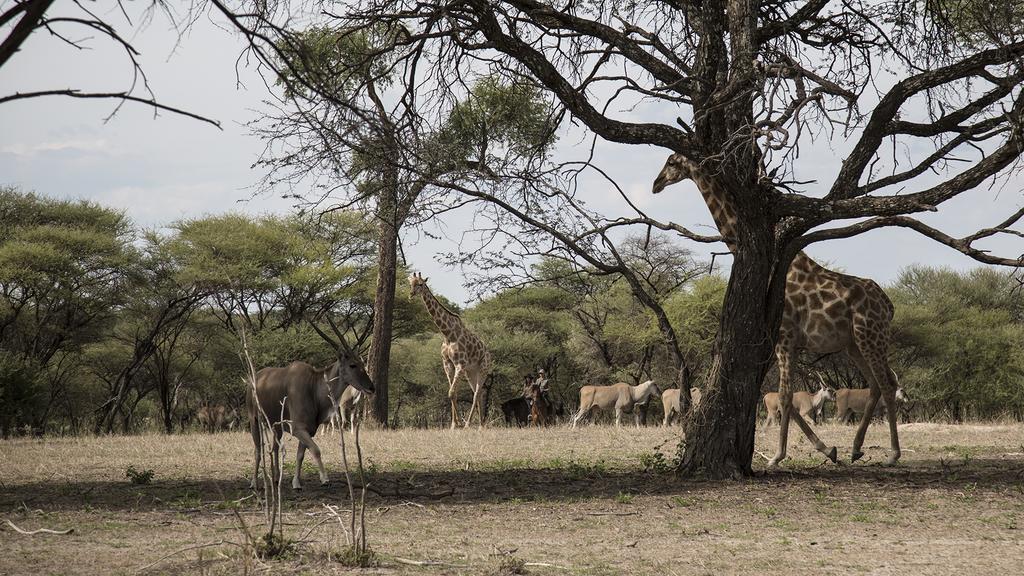 Royal Tree Lodge Maun Eksteriør bilde