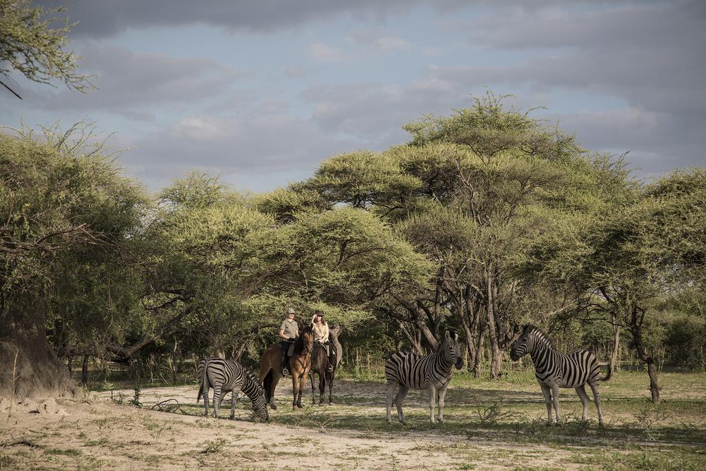 Royal Tree Lodge Maun Eksteriør bilde