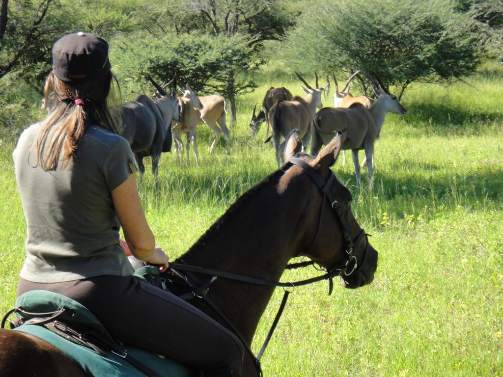 Royal Tree Lodge Maun Eksteriør bilde